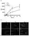 Fig. 02 - CELL-DERIVED VESICLES WITH INCREASED CELLULAR UPTAKE CAPACITY AND METHOD FOR PRODUCING SAME