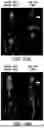 Fig. 19 - DIMERIZATION STRATEGIES AND COMPOUNDS FOR MOLECULAR IMAGING AND/OR RADIOIMMUNOTHERAPY