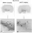 Fig. 22 - Peptides