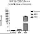 Fig. 01 - EXTRACELLULAR VESICLES LOADED WITH STRUCTURAL BIOMOLECULES