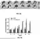 Fig. 05 - EXTRACELLULAR VESICLES LOADED WITH STRUCTURAL BIOMOLECULES