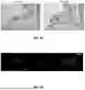 Fig. 10 - EXTRACELLULAR VESICLES LOADED WITH STRUCTURAL BIOMOLECULES