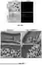 Fig. 11 - EXTRACELLULAR VESICLES LOADED WITH STRUCTURAL BIOMOLECULES