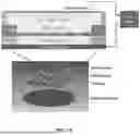 Fig. 12 - EXTRACELLULAR VESICLES LOADED WITH STRUCTURAL BIOMOLECULES