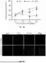 Fig. 16 - EXTRACELLULAR VESICLES LOADED WITH STRUCTURAL BIOMOLECULES