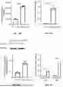 Fig. 17 - EXTRACELLULAR VESICLES LOADED WITH STRUCTURAL BIOMOLECULES