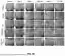 Fig. 23 - EXTRACELLULAR VESICLES LOADED WITH STRUCTURAL BIOMOLECULES