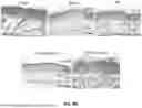 Fig. 30 - EXTRACELLULAR VESICLES LOADED WITH STRUCTURAL BIOMOLECULES