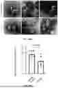 Fig. 38 - EXTRACELLULAR VESICLES LOADED WITH STRUCTURAL BIOMOLECULES