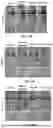 Fig. 44 - EXTRACELLULAR VESICLES LOADED WITH STRUCTURAL BIOMOLECULES