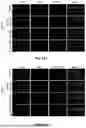 Fig. 46 - EXTRACELLULAR VESICLES LOADED WITH STRUCTURAL BIOMOLECULES