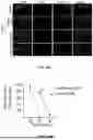 Fig. 47 - EXTRACELLULAR VESICLES LOADED WITH STRUCTURAL BIOMOLECULES