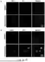 Fig. 07 - SELECTIVE TARGETING OF OLIGOMERIC B-AMYLOID