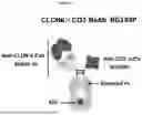Fig. 20 - ANTI-CD3 MULTISPECIFIC ANTIBODIES AND METHODS OF USE