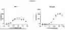 Fig. 27 - ANTI-CD3 MULTISPECIFIC ANTIBODIES AND METHODS OF USE