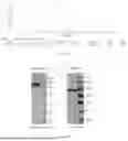 Fig. 02 - BISPECIFIC ANTIBODY AND USE THEREOF