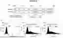 Fig. 06 - CHIMERIC ANTIGEN RECEPTOR