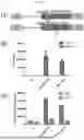 Fig. 18 - CHIMERIC ANTIGEN RECEPTOR