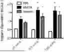 Fig. 01 - HEPARIN FROM MODIFIED MST CELLS AND METHODS OF MAKING AND USING