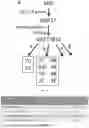Fig. 10 - HEPARIN FROM MODIFIED MST CELLS AND METHODS OF MAKING AND USING