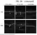 Fig. 26 - RPE CELL POPULATIONS AND METHODS OF GENERATING SAME