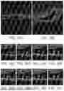 Fig. 28 - RPE CELL POPULATIONS AND METHODS OF GENERATING SAME