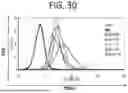 Fig. 33 - RPE CELL POPULATIONS AND METHODS OF GENERATING SAME