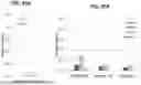 Fig. 42 - RPE CELL POPULATIONS AND METHODS OF GENERATING SAME