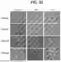 Fig. 44 - RPE CELL POPULATIONS AND METHODS OF GENERATING SAME