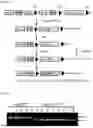 Fig. 02 - COMPOSITIONS AND METHODS USEFUL FOR THE TREATMENT OF BONE MARROW FAILURE DISEASES ASSOCIATED WITH RIBOSOMOPATHIES