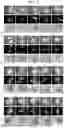 Fig. 06 - COMPOSITIONS AND METHODS FOR TRANSFORMATION OF MONOCOT SEED EXCISED EMBRYO EXPLANTS