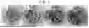 Fig. 08 - COMPOSITIONS AND METHODS FOR TRANSFORMATION OF MONOCOT SEED EXCISED EMBRYO EXPLANTS