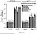 Fig. 22 - MODIFICATION OF TRANSCRIPTIONAL REPRESSOR BINDING SITE IN NF-YC4 PROMOTER FOR INCREASED PROTEIN CONTENT AND RESISTANCE TO STRESS