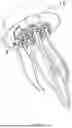 Fig. 06 - Tentacle animal bionic lamp
