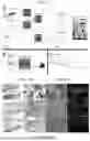 Fig. 02 - PULP REGENERATION COMPOSITIONS AND METHODS OF FORMING AND USING THE SAME