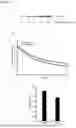 Fig. 12 - USE OF HSP70 AS A REGULATOR OF ENZYMATIC ACTIVITY