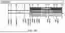 Fig. 16 - COMPOSITIONS AND METHODS FOR TREATING CANCER WITH SELF-DRIVING CHIMERIC ANTIGEN RECEPTORS