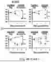 Fig. 18 - COMPOSITIONS AND METHODS FOR TREATING CANCER WITH SELF-DRIVING CHIMERIC ANTIGEN RECEPTORS