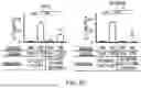 Fig. 19 - COMPOSITIONS AND METHODS FOR TREATING CANCER WITH SELF-DRIVING CHIMERIC ANTIGEN RECEPTORS