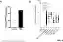 Fig. 08 - ANTIBODIES BINDING TO CSF1R AND CD3