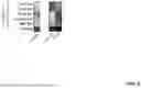 Fig. 09 - ANTIBODIES BINDING TO CSF1R AND CD3