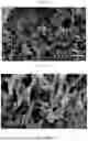 Fig. 57 - HOST-BIOME INTERACTIONS