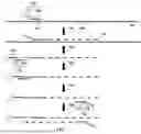 Fig. 08 - PROBE-BASED ANALYSIS OF NUCLEIC ACIDS AND PROTEINS