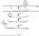 Fig. 10 - PROBE-BASED ANALYSIS OF NUCLEIC ACIDS AND PROTEINS