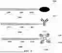 Fig. 12 - PROBE-BASED ANALYSIS OF NUCLEIC ACIDS AND PROTEINS