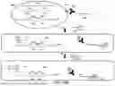 Fig. 20 - PROBE-BASED ANALYSIS OF NUCLEIC ACIDS AND PROTEINS