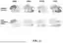 Fig. 37 - PROBE-BASED ANALYSIS OF NUCLEIC ACIDS AND PROTEINS