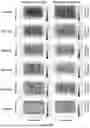 Fig. 20 - Electromagnetic Inductive Coupling Analysis (EMICA) for on-board or in-lab detection of defects in thick or thin carbon fiber laminates