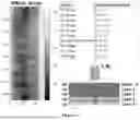 Fig. 27 - Electromagnetic Inductive Coupling Analysis (EMICA) for on-board or in-lab detection of defects in thick or thin carbon fiber laminates