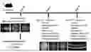 Fig. 01 - PHARMACEUTICAL COMPOSITION AND METHOD FOR INHIBITING ANGIOGENESIS